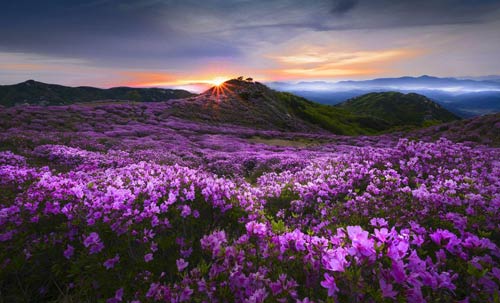 Valley of Flowers - Hemkund Sahib