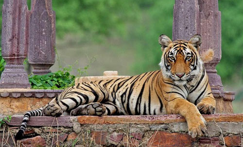Golden Triangle with Ranthambore