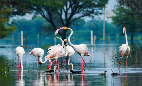 Golden Triangle with Wildlife
