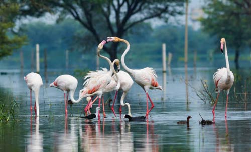 Wildlife tour of North India